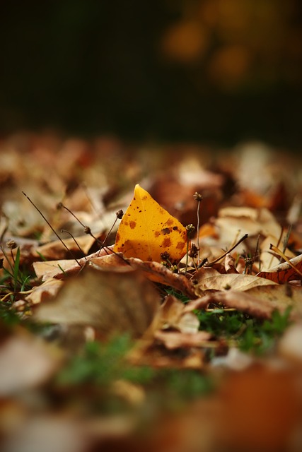 兰德尔的 兰德尔的